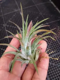 チランジア テクトラム エアープランツ 観葉植物 コルク着生 - メルカリ