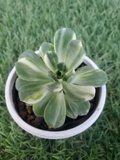 2026年最新】アエオニウムの人気アイテム - メルカリ