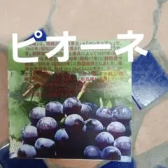 かっじょ様専用 クール便 岡山ピオーネ きれいな家庭用2キロ×2箱