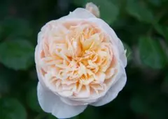 ザナイト　6号スリット　ER　芽接ぎ苗　バラ　イングリッシュローズ ザナイト 6号スリット ER 芽接ぎ苗 バラ イングリッシュローズ - メルカリ