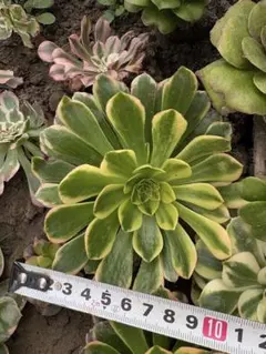 2025年最新】錦 アエオニウムの人気アイテム - メルカリ