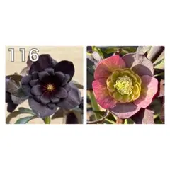 艶々ブラック×カメレオン系多弁ネクタリー☆クリスマスローズ種子※苗