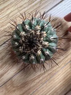 黒王丸　Ｄのサムネイル