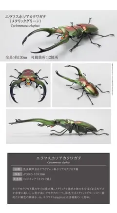 いきもの大図鑑　エラフスホソアカクワガタ