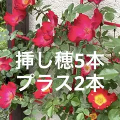 Sekaimen 世界門 -日本代購、代標、代運、Yahoo拍賣 | 吉川資訊有限