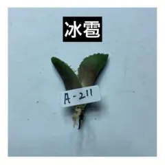 超希少血統オアハカワイルド/アガベ子株（麻花龍、アイボリー、レジェンド、冰雹） 超希少血統オアハカワイルド/アガベ子株（麻花龍、アイボリー