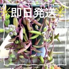 ルビーネックレス　多肉植物 緑色と紫色の葉