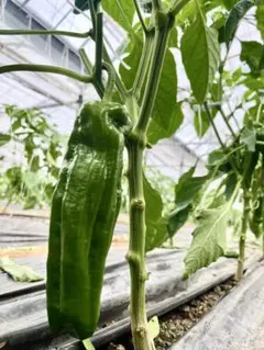 朝どれ新鮮✨産地直送☀️高知県産ピーマン3キロ送料込み！減農薬栽培