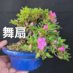 さつき 盆栽 【紅影】紅紫色の花 緑色鉢 - メルカリ