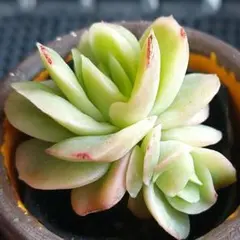 2026年最新】ラブリーローズ錦の人気アイテム - メルカリ