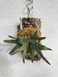 ビカクシダ6種セット　OMG入り 2025年最新】ビカクシダ omgの人気アイテム - メルカリ