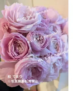 激レア切花バラ苗 85 - メルカリ