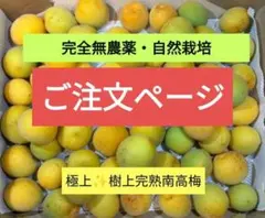 2025年最新】南高梅 完熟 5キロの人気アイテム - メルカリ
