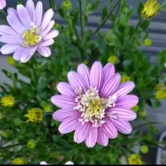 オステオスペルマム 花苗　パステルピンク　 匿名配送　メルカリ便のサムネイル