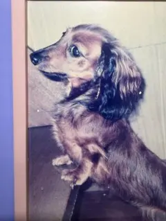 Item thumbnail for item 015d79e4-aa0d-4ed9-a592-9adc49b9bea7