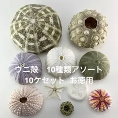 NO.68-172 アーチン(ウニ殻) 10種類アソート 10ケセット お徳用