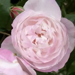 花菜様確認用＊ピンクのバラ苗 ばら苗 挿し木苗 - メルカリ