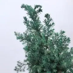 かすが様 リクエスト 7点 まとめ商品