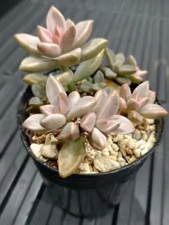 クゥとチャチャ様 リクエスト 2点 まとめ商品