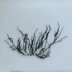 135☆ ウミウチワ セット 珊瑚 水槽オブジェ ハンドメイド インテリア