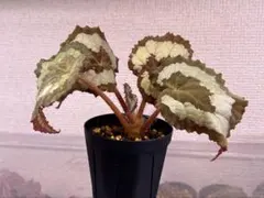 特価❣️Begonia Delok ベゴニア デロック ！原種ベゴニア - メルカリ
