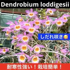 ロディゲシー　洋蘭　洋ラン　デンドロビウム　観葉植物　ガーデニング　鉢植え　花木のサムネイル
