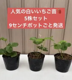 福岡S6号 福岡名産 イチゴ 苗 栽培用 ポット苗 - メルカリ