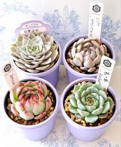 鬼ヶ島×そわそわ他4点札付きポットごとメルカリ便オーズプランツさん苗バラ売り不可 メルカリ
