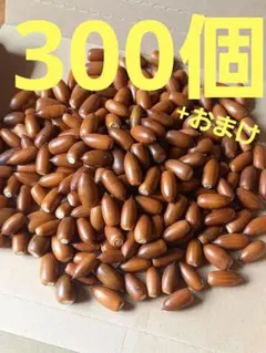どんぐり　マテバシイ　300個+おまけ
