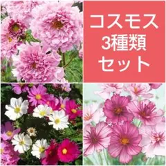 【ハーフセット】色んなコスモスのタネ 3点セット❣️のサムネイル