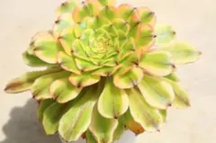 380 香炉盤超白錦 多肉植物 アエオニウム 斑入り 発色良好 カット苗