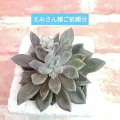 えみさん様ご依頼分 紫天女他 多肉