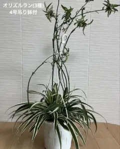 観葉植物　オリズルラン(3種) 4号吊り鉢付のサムネイル
