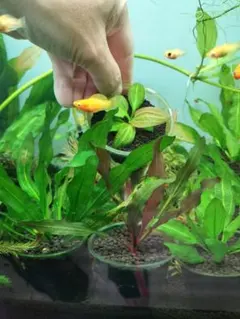 お値下げしました】大株！ADA エキノドルス・オパクス タイプB - メルカリ