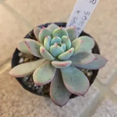 2025年最新】ミソップ ミソ苗の人気アイテム - メルカリ