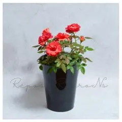3280円 ミニ バラ 薔薇 苗 コーヒー オベーション PVP 正規品 - メルカリ