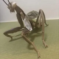 2025年最新】カマキリ標本の人気アイテム - メルカリ