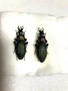 chan ame様 リクエスト 3点 まとめ商品