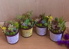 大容量　多肉植物　寄せ植え　育て方メモつき❤️ カラフル　4つセット