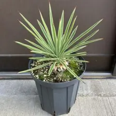 2025年最新】ユッカ アロイフォリアの人気アイテム - メルカリ