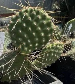opuntia macrorhiza サボテン オプンチア 多肉植物 輸入苗 - メルカリ