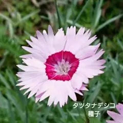 八重咲ナデシコ ダイナスティ ピンクマジック - メルカリ