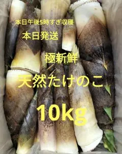 2025年最新】タケノコ 10kgの人気アイテム - メルカリ