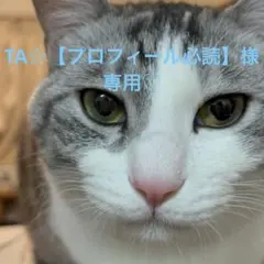 じゃらじゃらキーホルダー 猫 黒 推し活 大人 キーリング 小物 バッグチャーム