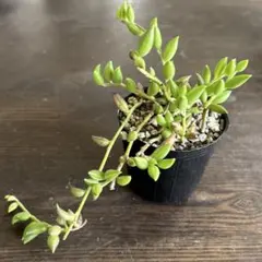 B 多肉植物 クラッスラ デルトイデア タンクアカルー 抜き苗 - メルカリ