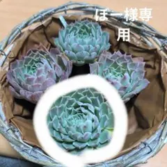 ぼー様確認用