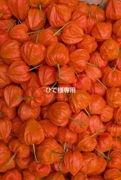 キャサリン様 専用 ほおずき 観賞用 - メルカリ
