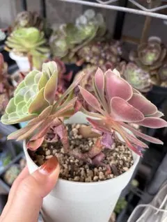 新入荷 多肉植物 アエオニウム 孔雀翎錦 根土付き発送 - メルカリ