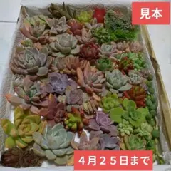 ❤️多肉植物❤️カット苗詰め合わせ　多肉弁当　寄せ植えセット　つぶつぶ⑨