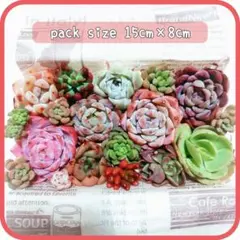 ❤多肉植物寄せ植えセット❤カット苗 詰め合わせ 多肉弁当③